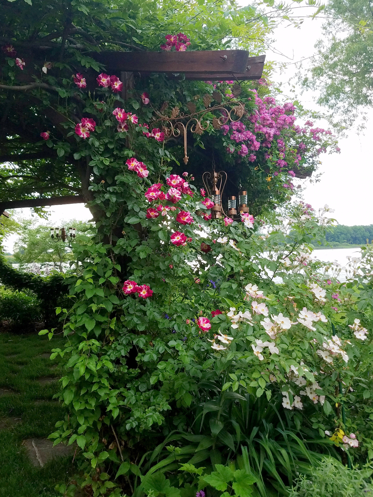 Purple Splash Climbing Rose in foreground and Veitchenblau in background climbing on canopy, with shade tolerant Lyda Shrub Rose and blue Clematis across the center wire